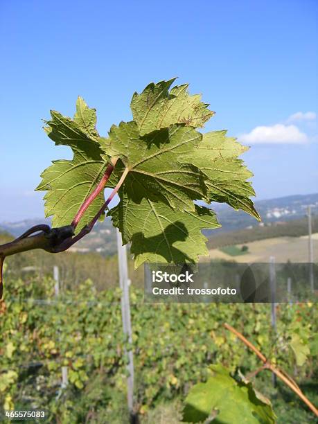 Photo libre de droit de Vineyard banque d'images et plus d'images libres de droit de Agriculture - Agriculture, Biologie, Couleur