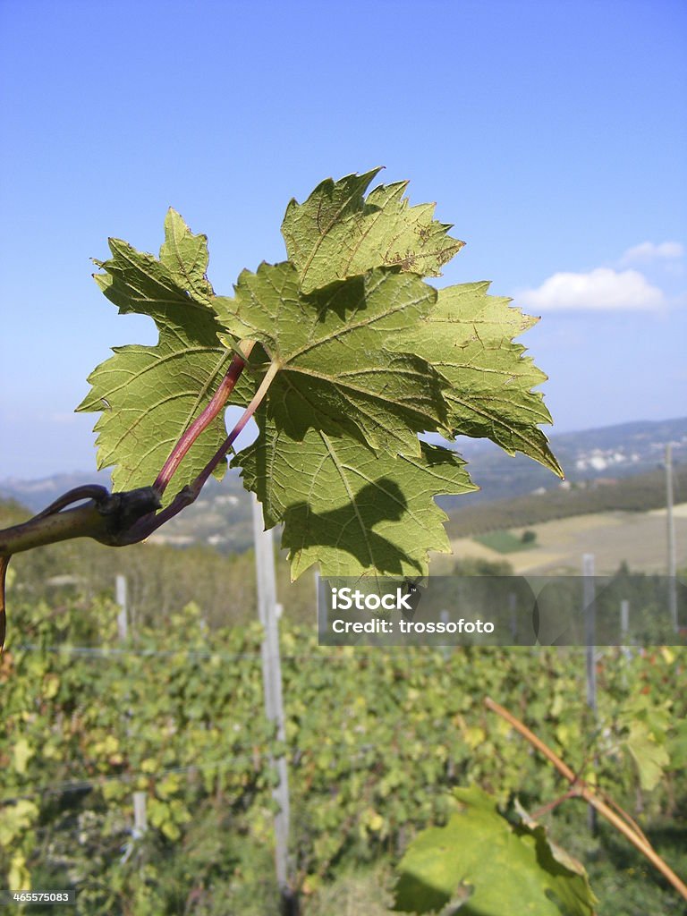 Vinha - Royalty-free Agricultura Foto de stock