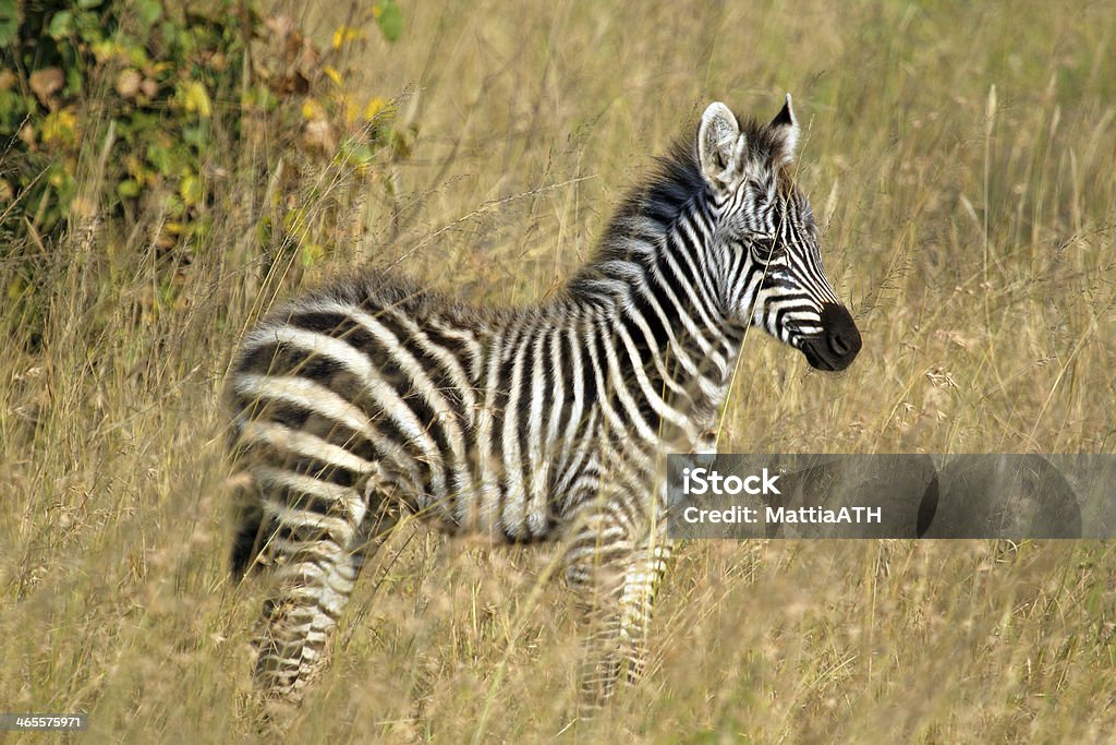 Baby-zebra stehen - Lizenzfrei Afrika Stock-Foto