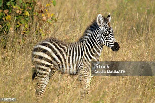 Babyzebra Stehen Stockfoto und mehr Bilder von Afrika - Afrika, Ebene, Eleganz