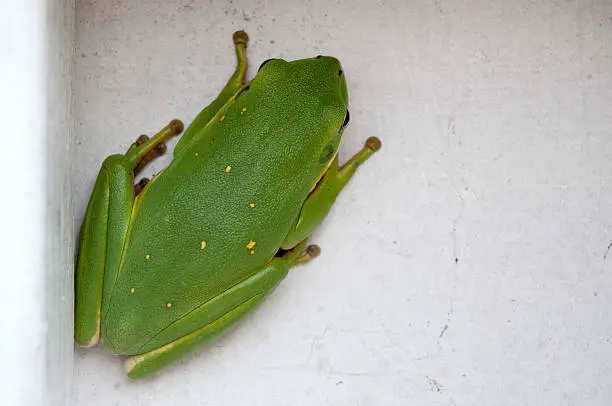 A small green tree frog on a wall