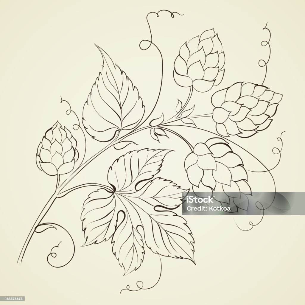 Hop with leafs isolated. Hop with leafs isolated on biege. Vector illustration. Hops Crop stock vector