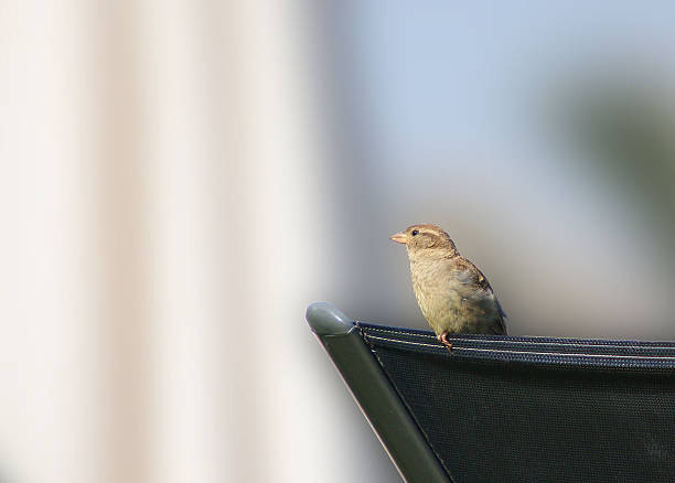 istock sparrow sitting on a sun lounger 465580545