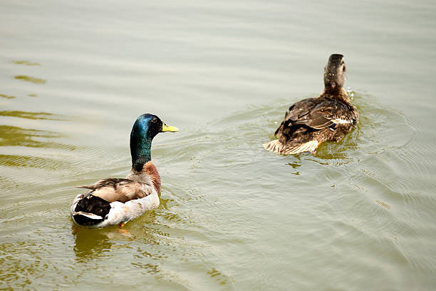 istock Wood duck swimming on the pond 465581637