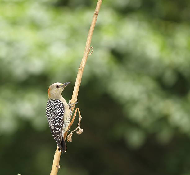 istock Red-crowned Woodpecker on a Stick 465581837