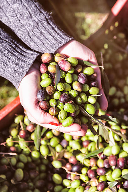 istock Handful of italian olives 465583648