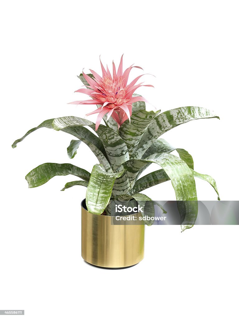 Aechmea Fasciata Bromeliad Isolated On White Stock Photo - Download Image  Now - Silver Vase Plant, Bromeliad, Cut Out - iStock