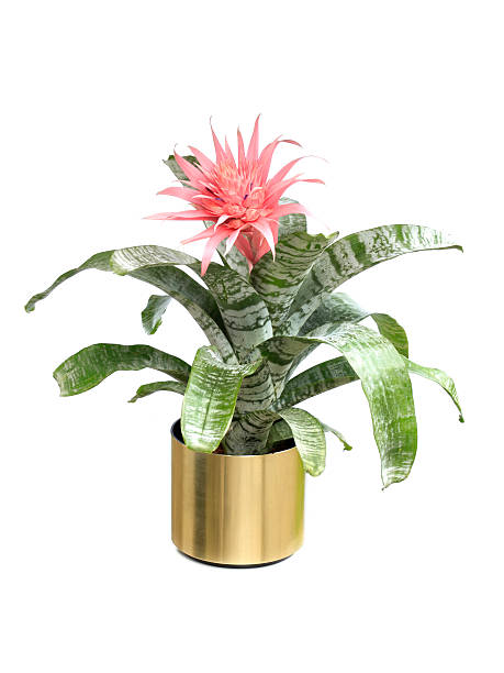 aechmea fasciata bromeliácea isolada no branco - bromelia - fotografias e filmes do acervo