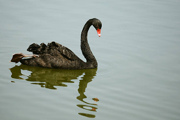 Two black swans paddle into the blue