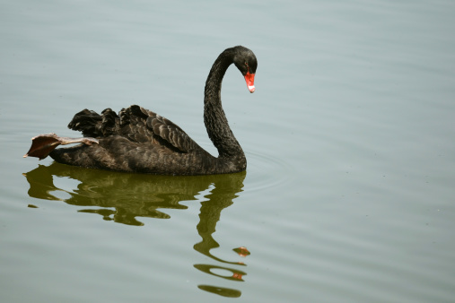 Black swan swimming in the lake for food,the background is city buildings and city parks