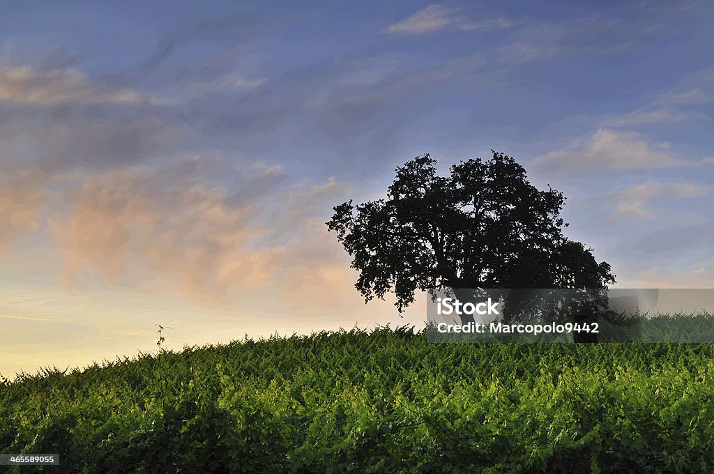 vineyard at sunset california vineyard at sunset near Napa California Stock Photo