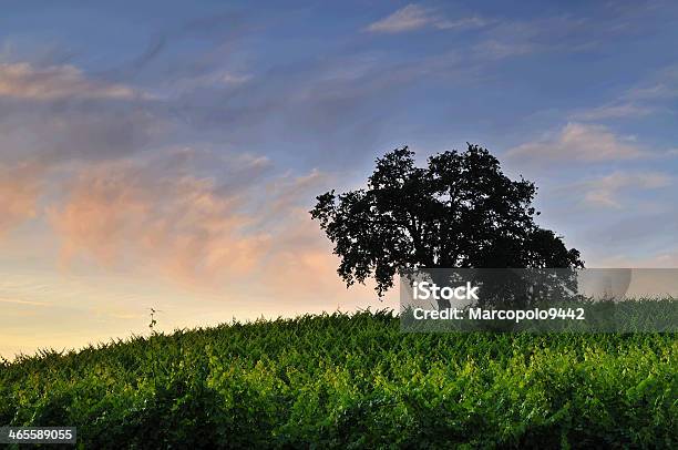 Vineyard At Sunset Stock Photo - Download Image Now - California, Crop - Plant, Dusk