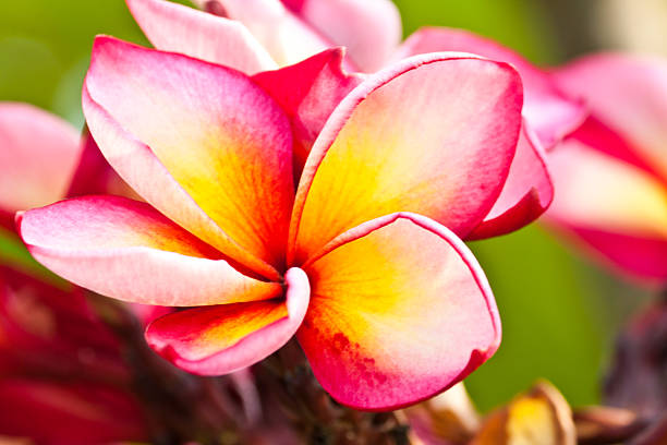istock frangipani,Plumeria flowers 465589167