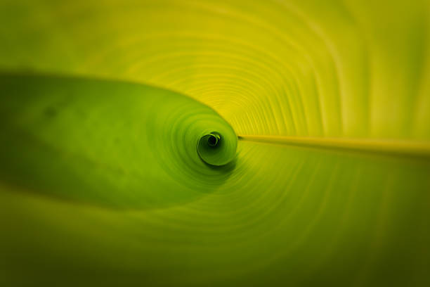 istock Texture of banana leaf 465592591