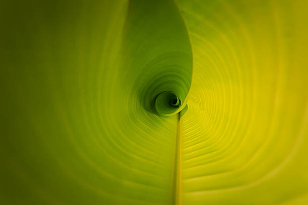 istock Texture of banana leaf 465592601