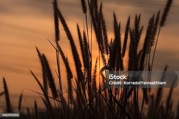 Foto de Flores Grama Durante O Pôrdosol e mais fotos de stock de Abstrato - Abstrato, Biologia, Cabeça da flor