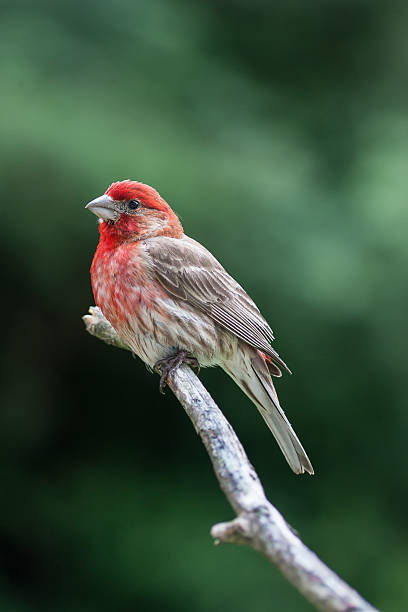 istock Male House Finch 465592921