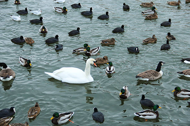 cisne blanco solitario entre otros, los pájaros en un lago - gallareta americana fotografías e imágenes de stock