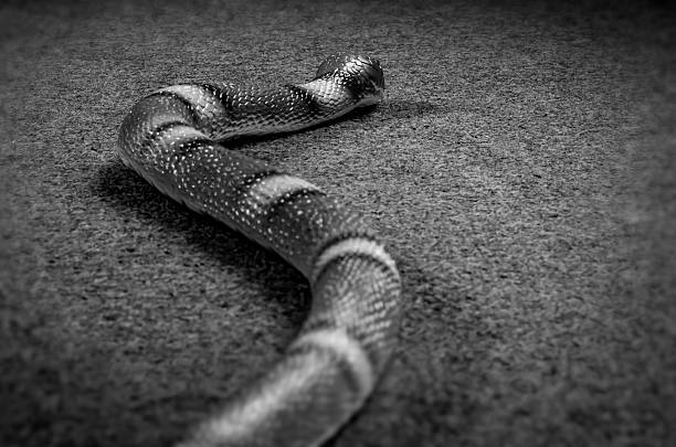 istock rrealistic rubber snake on a floor, black and white 465596636