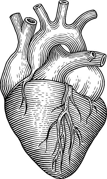 Engraving vector heart isolated on a white backgrounds.