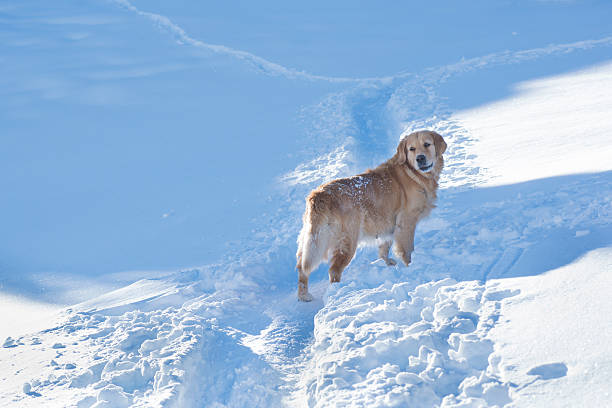 istock Golden retriever walking on the snow 465598291