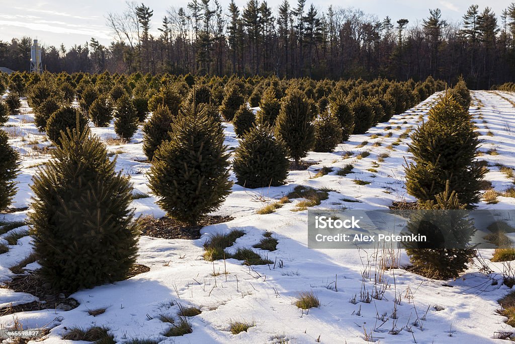 Рождественская ёлка в плантации в зимний Poconos - Стоковые фото Ландшафт роялти-фри