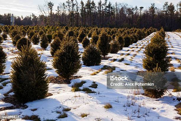 Рождественская Ёлка В Плантации В Зимний Poconos — стоковые фотографии и другие картинки Ландшафт - Ландшафт, Рождество, Сельское хозяйство