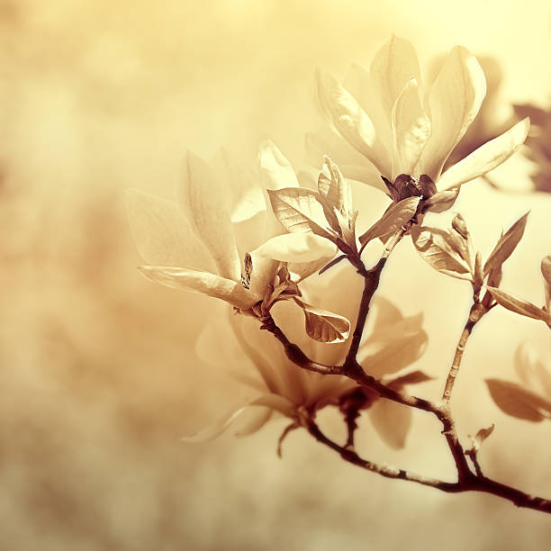 cornejo magnolia - magnolia flower sepia toned flower head fotografías e imágenes de stock