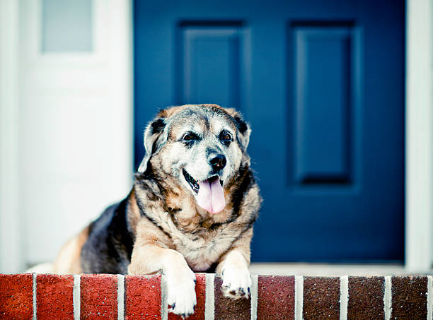 istock Mature Dog Waiting on Front Porch 465600645