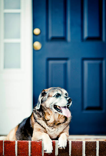 istock Mature Dog Waiting on Front Porch 465600665