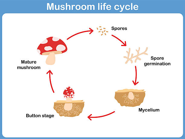 ilustraciones, imágenes clip art, dibujos animados e iconos de stock de vector del ciclo de tipo seta para niños - fungus roots