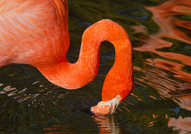 istock Drink of Water 465601153