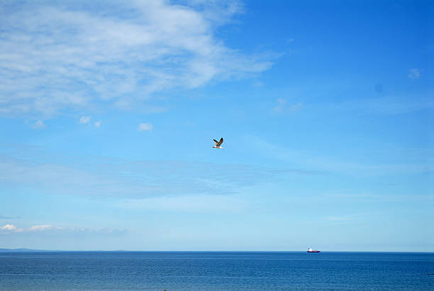 Flying Seagull A seagull flying across a brilliant blue sky in the background kelp gull stock pictures, royalty-free photos & images
