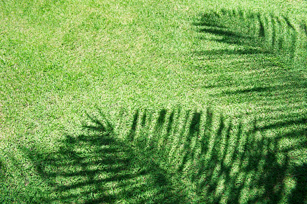 istock Shadows of Palm Tree Fronds Tropical Grass Lawn Background 465601669