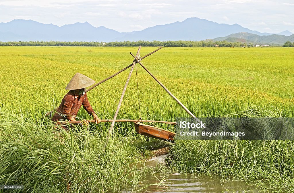 Non identificata donna in Cappello conico irrigazione Risaia - Foto stock royalty-free di Acqua