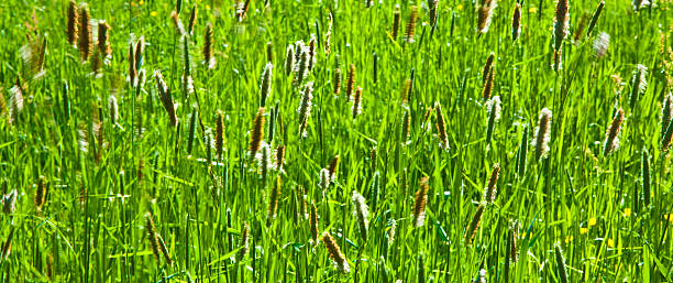 istock green spike of corn in the wind 465601937