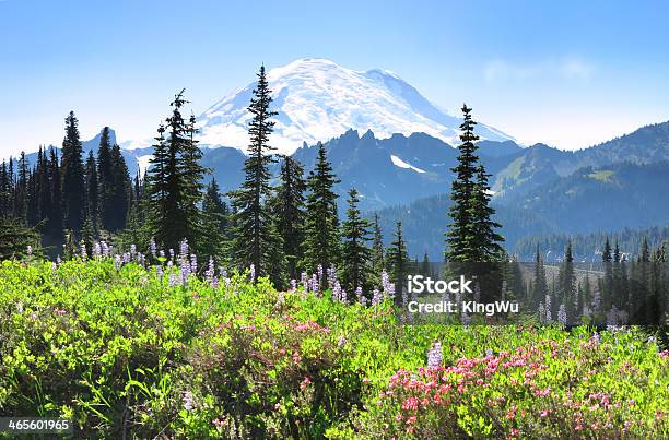 Photo libre de droit de Mt Rainier En Été banque d'images et plus d'images libres de droit de Amérique du Nord - Amérique du Nord, Arbre, Bleu