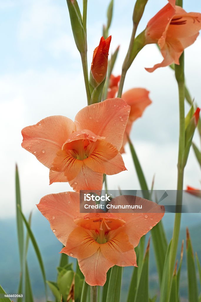 Gladíolo Close-up de flores - Foto de stock de Arranjo royalty-free