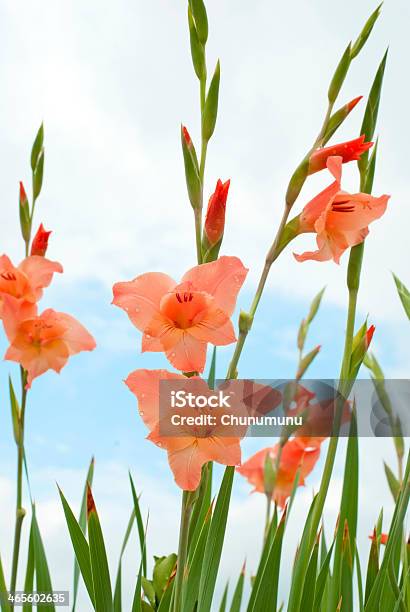 Foto de Gladíolo Flor e mais fotos de stock de Gladíolo - Gladíolo, Flor, Cabeça da flor