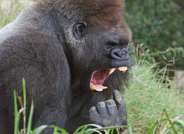 śmieszna gorilla mdłości zdjęcie - gorilla zoo animal silverback gorilla zdjęcia i obrazy z banku zdjęć