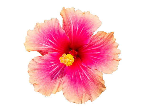 istock Macro of China Rose flower on white background 465603329