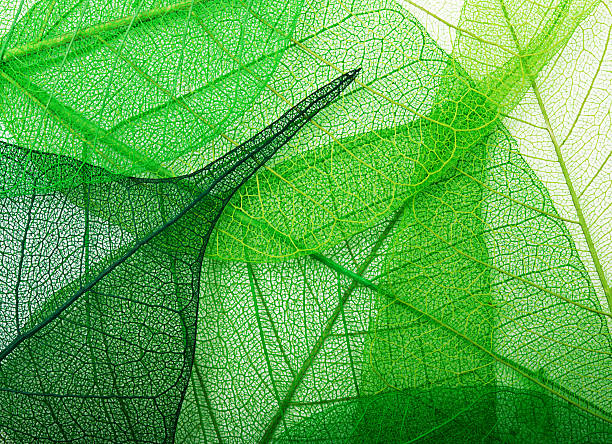 hojas de fondo verde - leaf autumn macro leaf vein fotografías e imágenes de stock