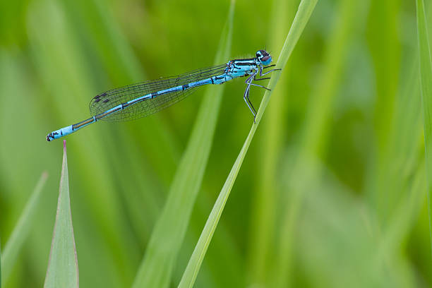istock Male azure damselfly 465604328