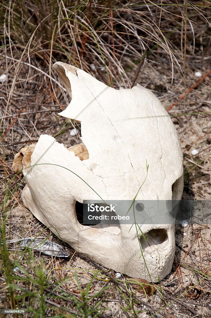 Crânio de tartaruga-marinha - Foto de stock de Animais em Extinção royalty-free