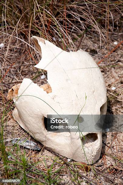 Foto de Crânio De Tartarugamarinha e mais fotos de stock de Animais em Extinção - Animais em Extinção, Animal, Ciência