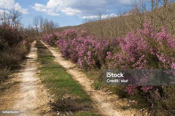 Dirt Road Between Heather Mauve Color Camino De Tierra Stock Photo - Download Image Now