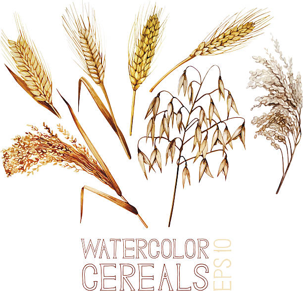 illustrazioni stock, clip art, cartoni animati e icone di tendenza di acquerello cereali - oat farm grass barley