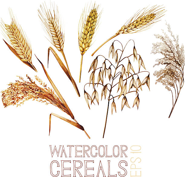 워터컬러 시리얼 - barley grass wheat isolated stock illustrations