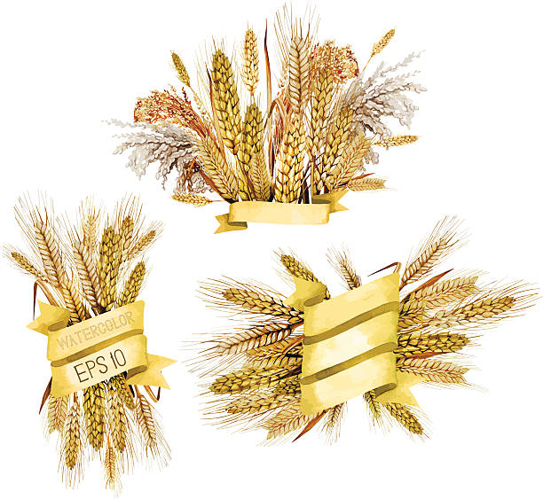 워터컬러 리본, 시리얼 - barley grass wheat isolated stock illustrations