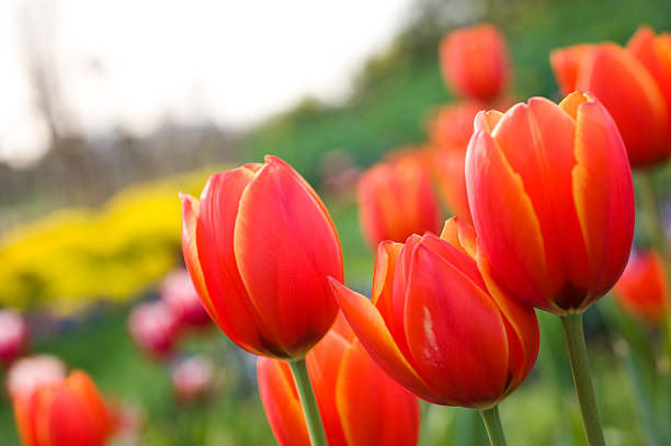 istock tulips in the garden 465607211